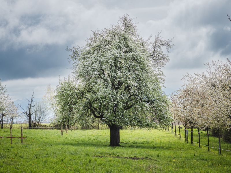 Gelbmöstler in Blüte.jpg